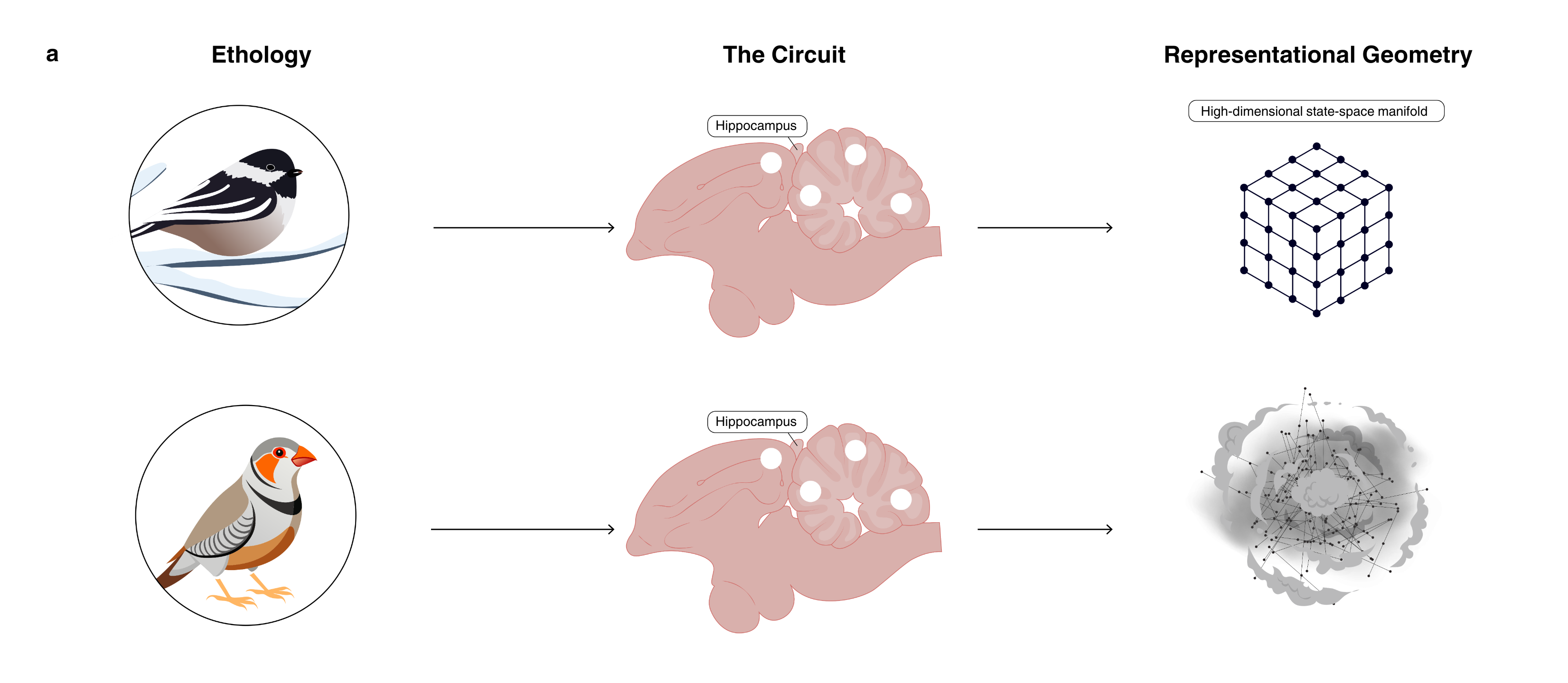 Figure 1: 조류 종별 기하학적 코드 비교