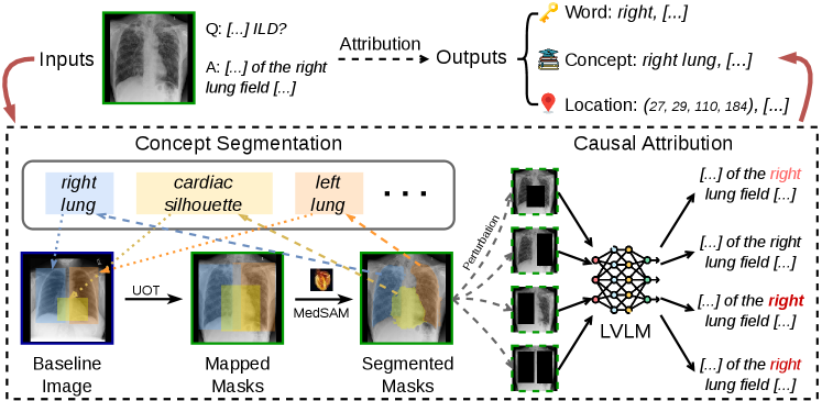 Figure 2: MedFocus attribution 파이프라인