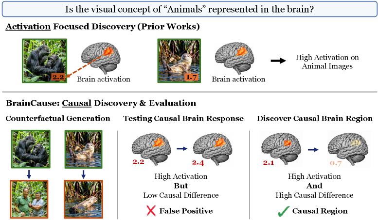 Figure 1: BrainCause의 전체 프레임워크 개요