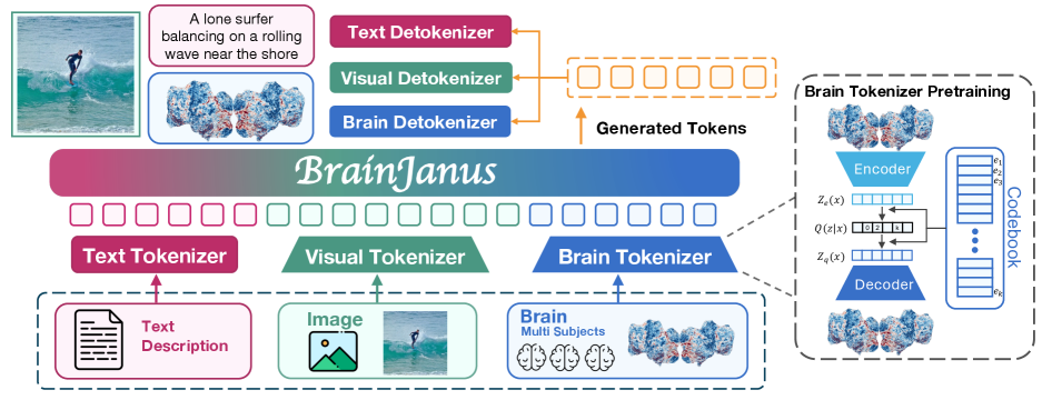 Figure 2: BrainJanus 모델 아키텍처